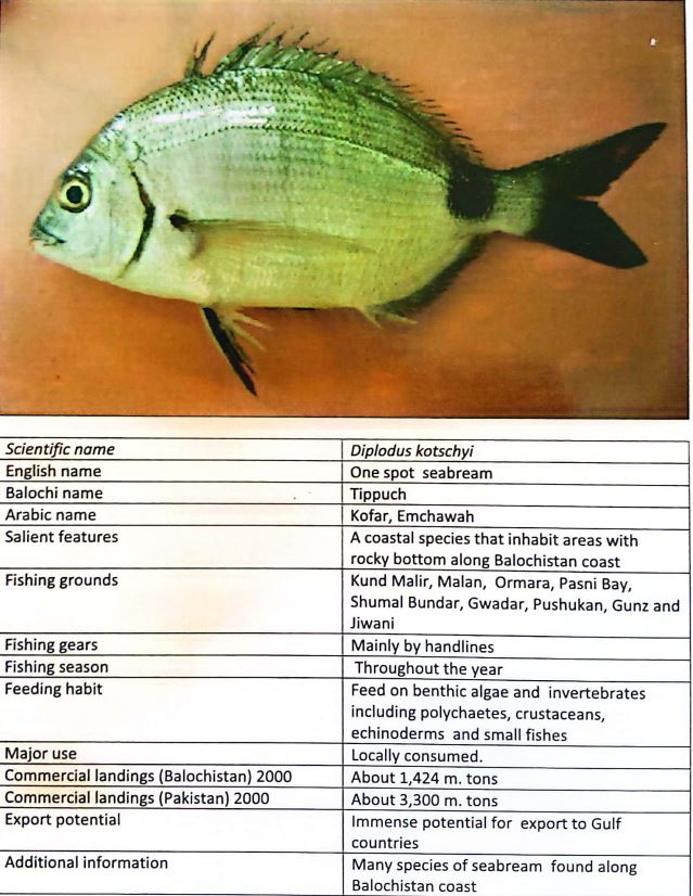 fish