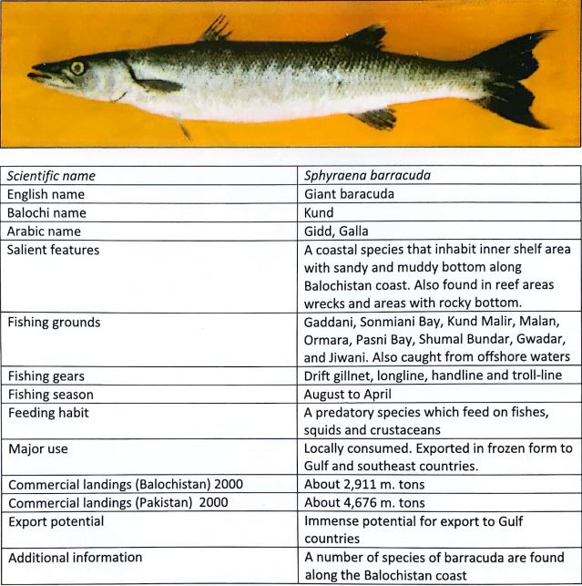 fish