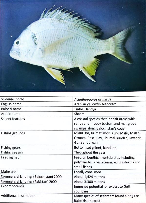 fish