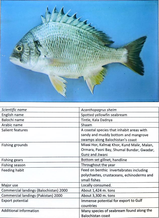fish