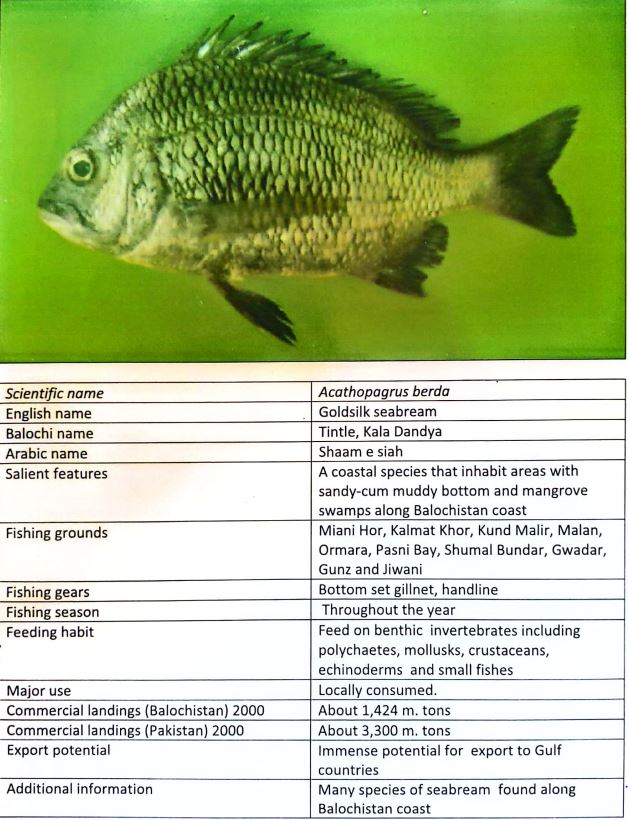 fish