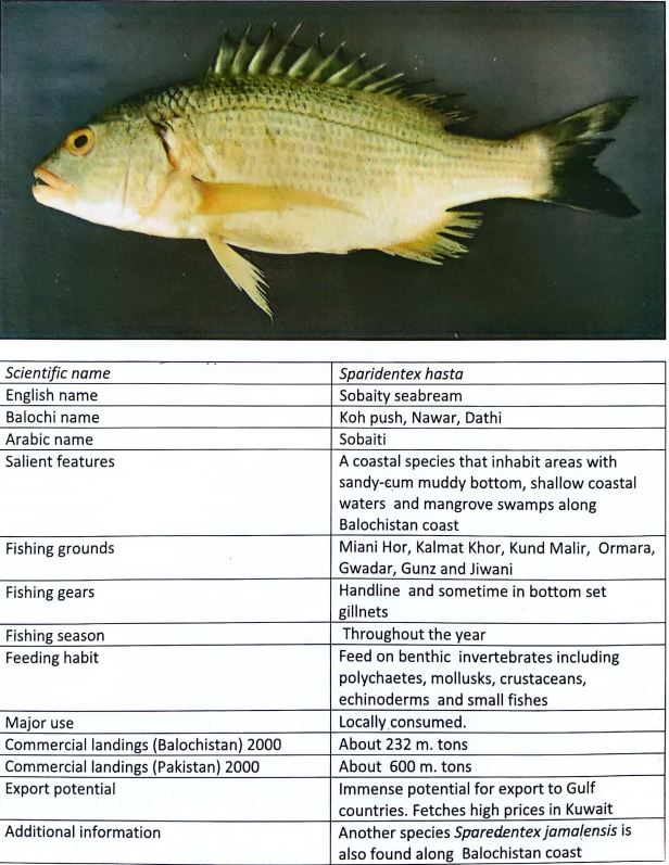 fish