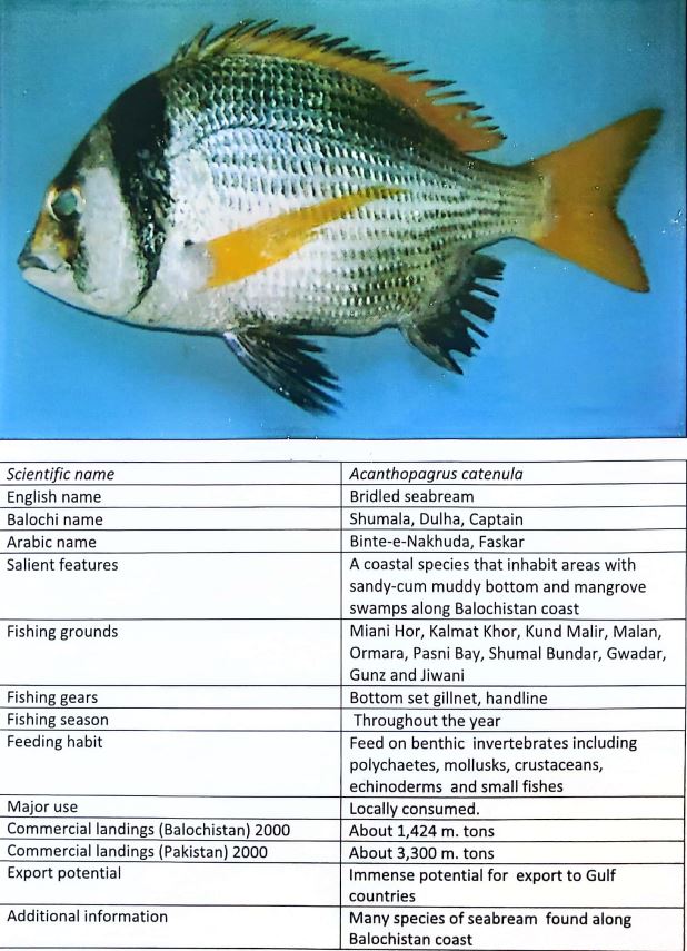 fish
